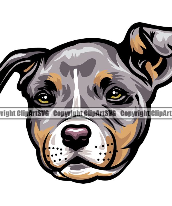 Pit Bull Dog Tri Color Design Element Puppy Pup Head Purebred Canine K-9 K9 Animal Doggy Face Vector Clipart SVG Collections For Sale