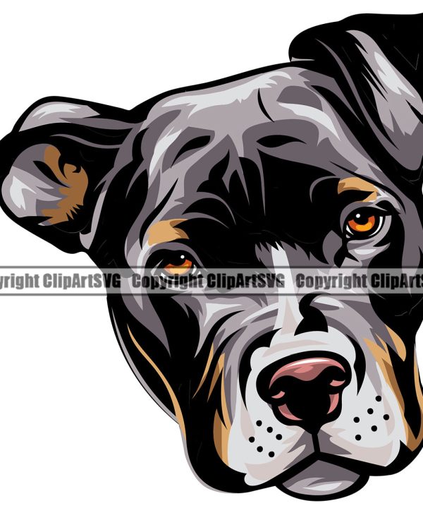 Pit Bull Dog Tri Color Puppy Pup Head Purebred Pedigree Canine K-9 K9 Animal Portrait Doggy Face Design Element Clipart SVG Cheap Sale Low Pice