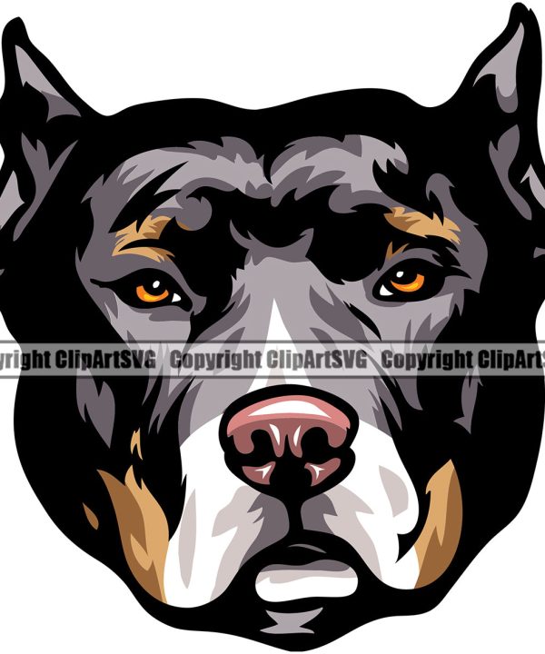 Pit Bull Dog Color Tri Design Element Puppy Pup Head Purebred Pedigree Canine K-9 K9 Animal Portrait Doggy Face Cute Body Vector Clipart SVG Shop For Cheap Pice