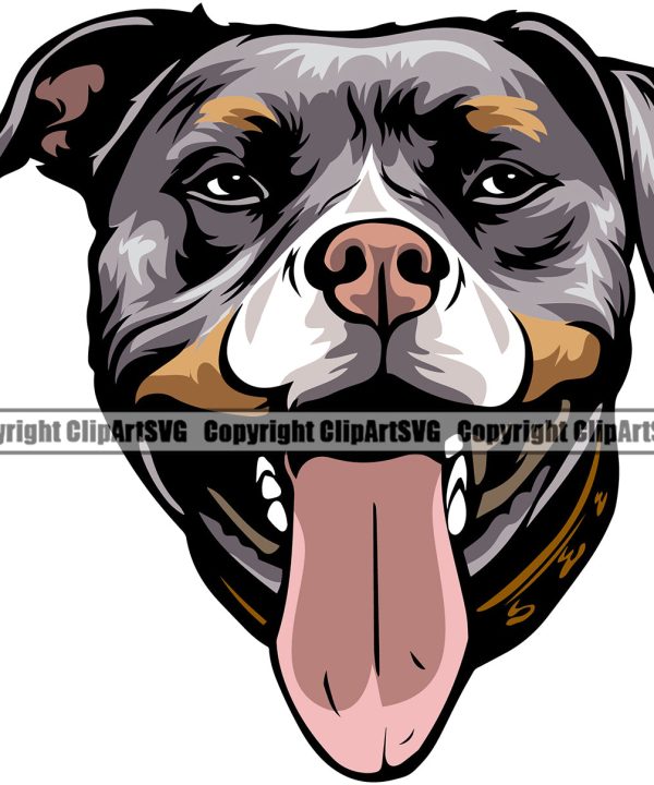 Pit Bull Dog Tri Color Design Element Puppy Pup Head Purebred Pedigree Canine K-9 K9 Animal Portrait Doggy Face Cute Body Smile Face Clipart SVG Really For Sale