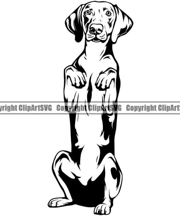Weimaraner Dog Begging Design Element Puppy Pup Head Canine K-9 K9 Animal Portrait Doggy Smile Face Cute Body Purebred Pedigree Vector Clipart SVG Very Cheap Pice