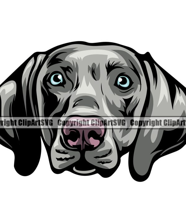 Weimaraner Dog Color Head Design Element Puppy Pup Head Purebred Pedigree Canine K-9 K9 Animal Portrait Doggy Smile Face Cute Body Vector Clipart SVG Outlet Footaction