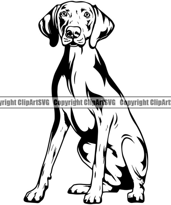Weimaraner Dog Sitting Design Element Puppy Pup Head Purebred Pedigree Canine K-9 K9 Animal Portrait Doggy Smile Face Cute Body Vector Clipart SVG Pick A Best Sale Online