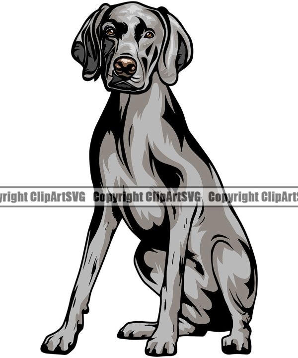 Weimaraner Dog Sitting Color Head Design Element Puppy Pup Purebred Pedigree Canine K-9 K9 Animal Portrait Doggy Smile Face Cute Body Vector Clipart SVG Clearance High Quality