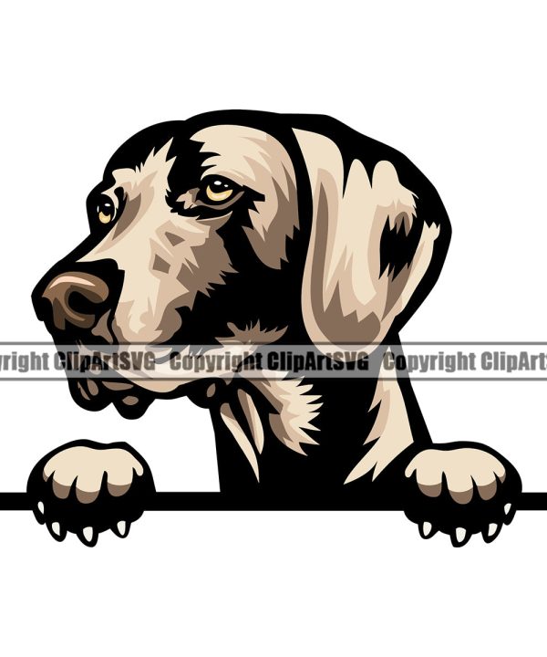 Weimaraner Dog Peeking Color Design Element Pedigree Canine K-9 K9 Animal Portrait Doggy Smile Face Cute Body Puppy Pup Head Purebred Vector Clipart SVG Clearance Cheap Real