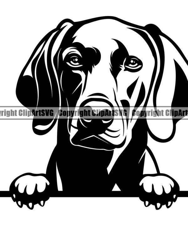 Weimaraner Dog Peeking Design Element Pedigree Canine K-9 K9 Animal Portrait Doggy Smile Face Cute Body Vector Puppy Pup Head Purebred Clipart SVG Clearance Huge Surprise