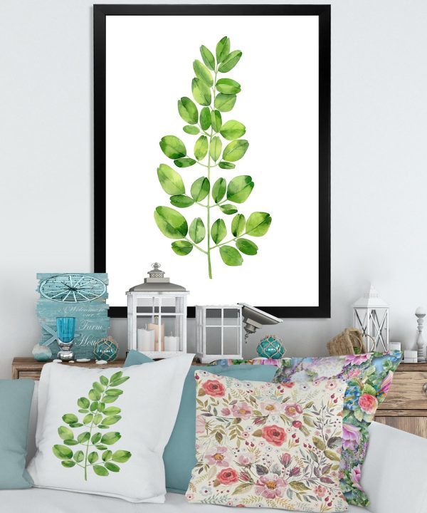 Moringa Branch Tropical Tree Foliage Very Cheap Sale Online