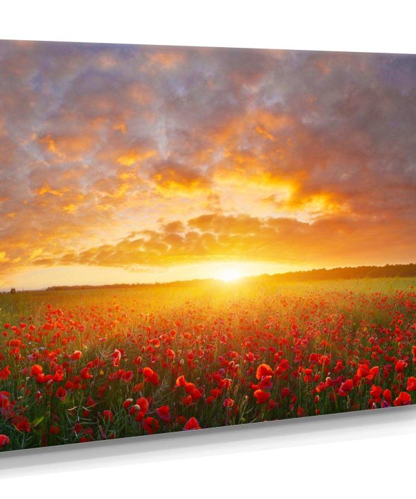 Poppy Field under Bright Sunset 2025 New For Sale