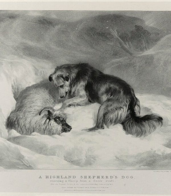 'A highland shepherd's dog' Portrait Print Discount Purchase