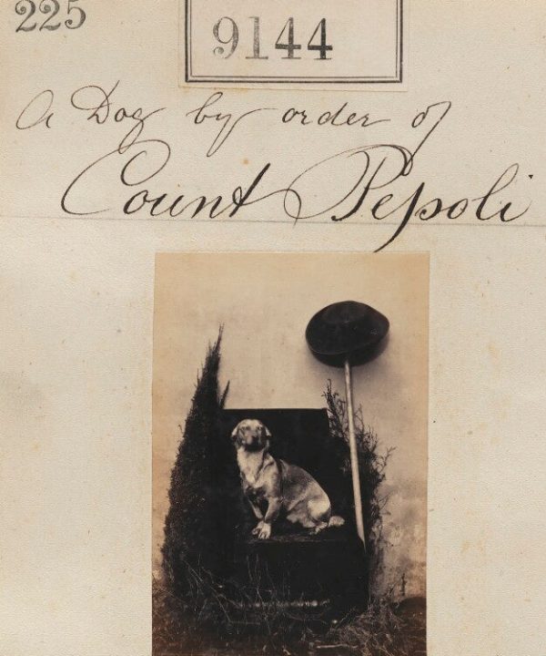 'A dog by order of Count Pepoli' Portrait Print Clearance Cost
