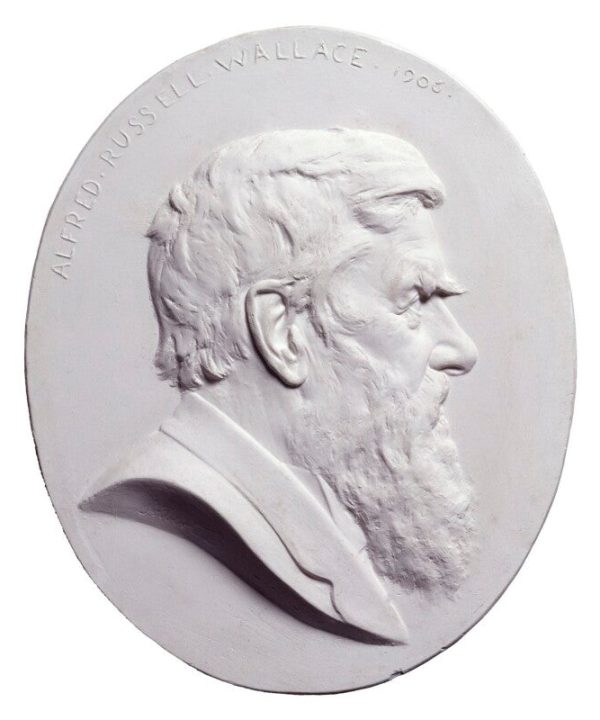Alfred Russel Wallace Portrait Print Outlet Store Cheap Pice