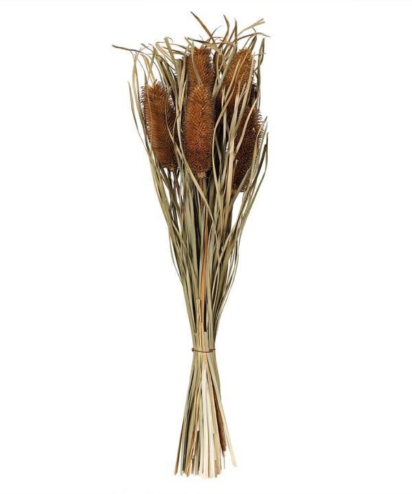 Dried Banksia Bunch Stem Free Shipping Release Dates